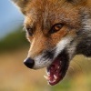 Liska obecna - Vulpes vulpes - Red Fox 2098